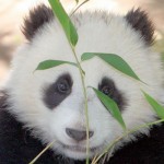 Earth day panda